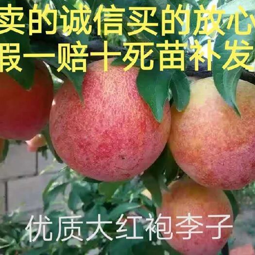 平邑县大红袍李子苗