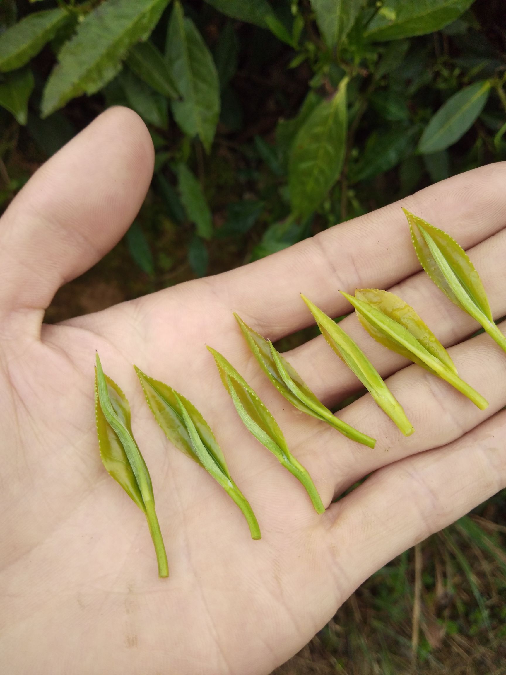 湘西黃金茶 一級 袋裝 保靖黃金茶