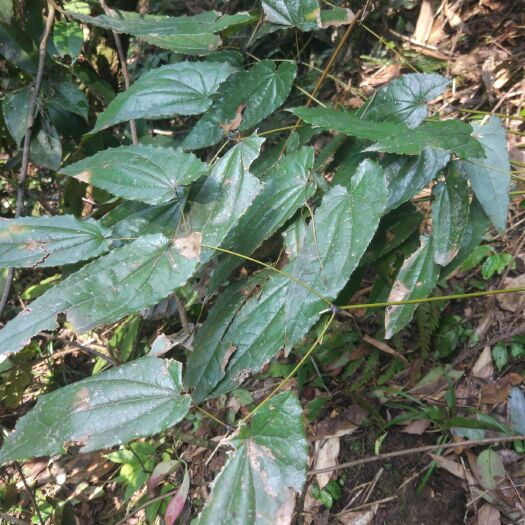 都江堰市短角淫羊藿