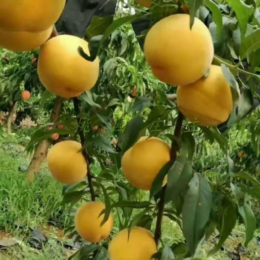 砀山县黄金蜜0号桃苗  黄金蜜0－7号系列 甜黄桃树苗 ，提供技术