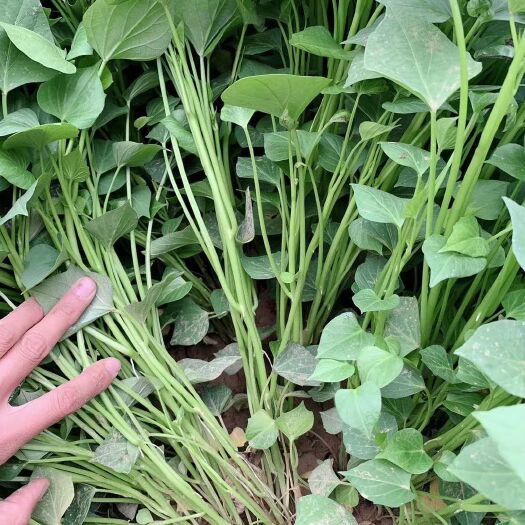 夏津县龙薯9号红薯苗 15~25cm