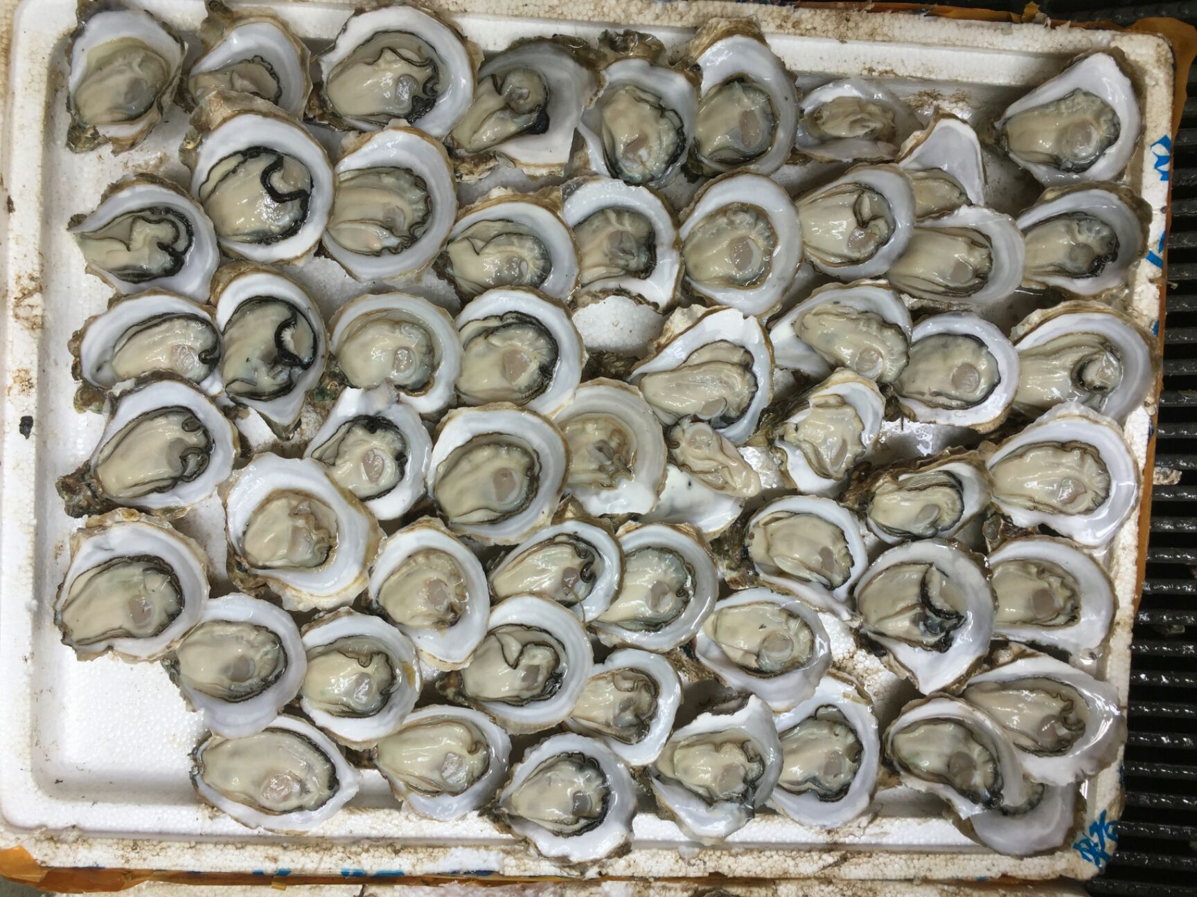 湛江牡蛎 湛江小蚝发货全国