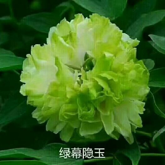 菏泽 牡丹，牡丹苗，观赏牡丹，