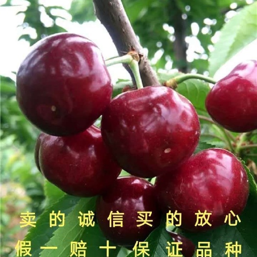 平邑县矮化樱桃苗