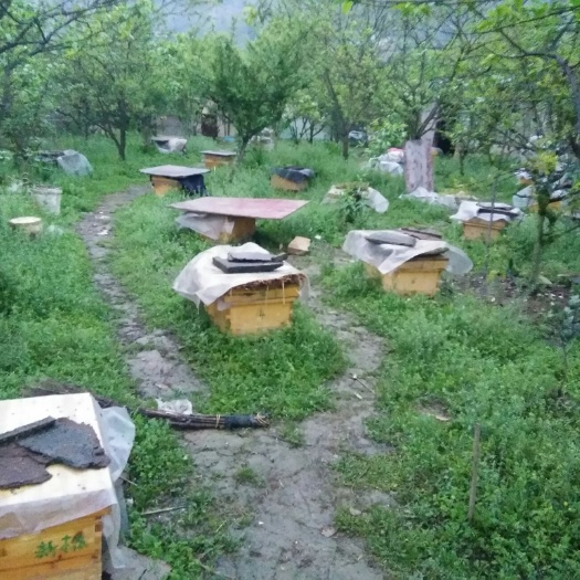 重庆市油菜蜜 塑料瓶装 2年以上 