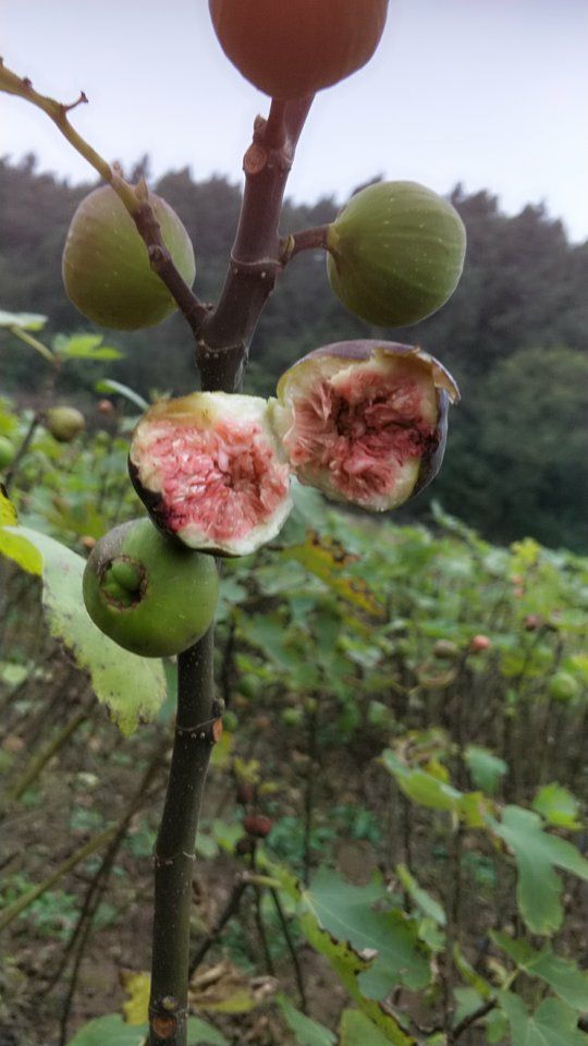 红心无花果苗