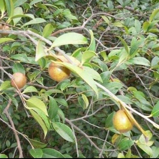 会同县野生山茶油