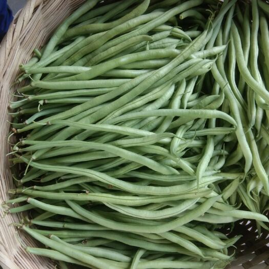 芒市无筋豆角 40cm以下