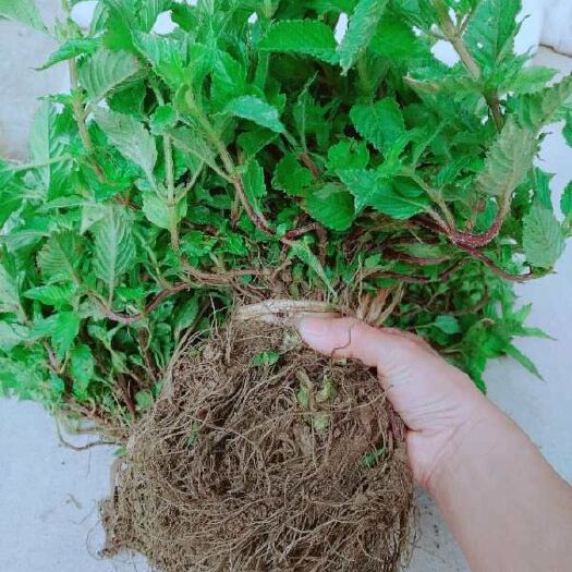 广州仙草  凉粉草苗（苗）