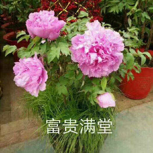 菏泽观赏牡丹 0.5米以下 2cm以下 4cm以下