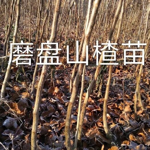 营口大果山楂苗 山楂苗