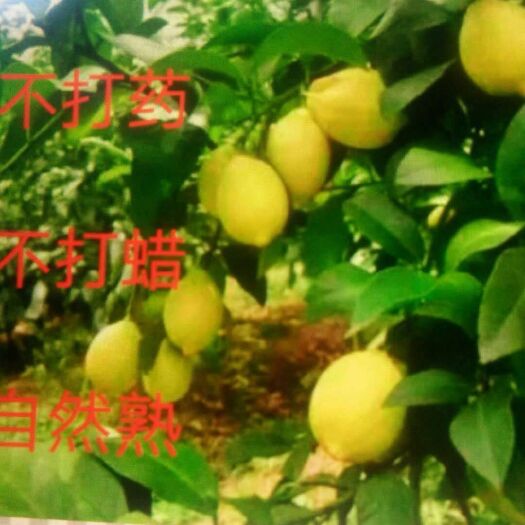 云阳黄柠檬 2.7 - 3.2两