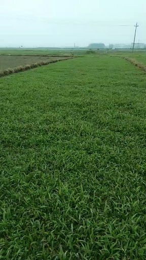 佛山大叶油草批发销售 提供技术指导 可随时看货