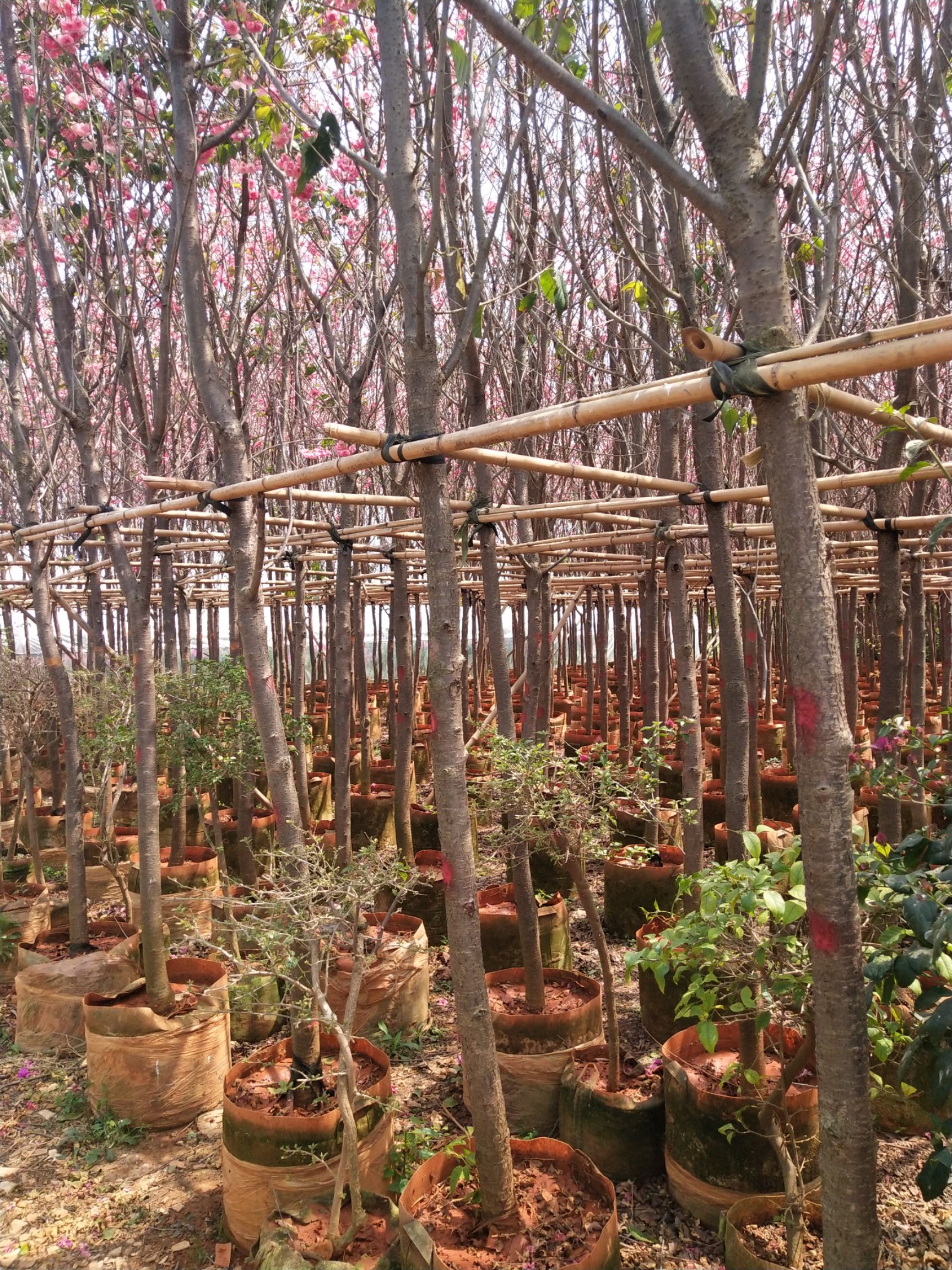 云南樱花 3~3.5米 6~8公分