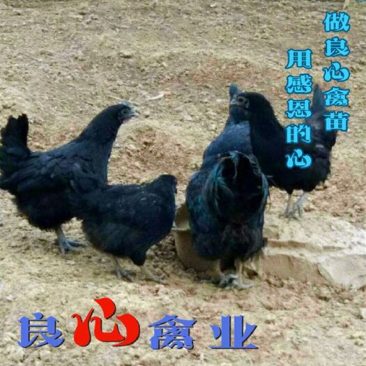 衡阳五黑一绿鸡苗孵化场直卖五黑绿壳蛋鸡苗高脚土鸡苗山地放养小脚鸡