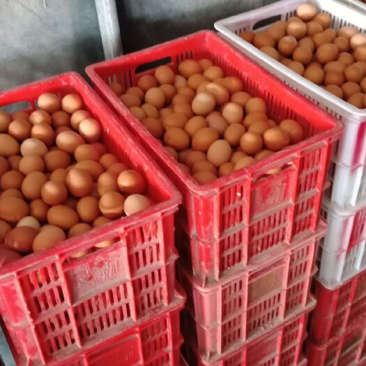 沈丘县普通鸡蛋 食用 散装
