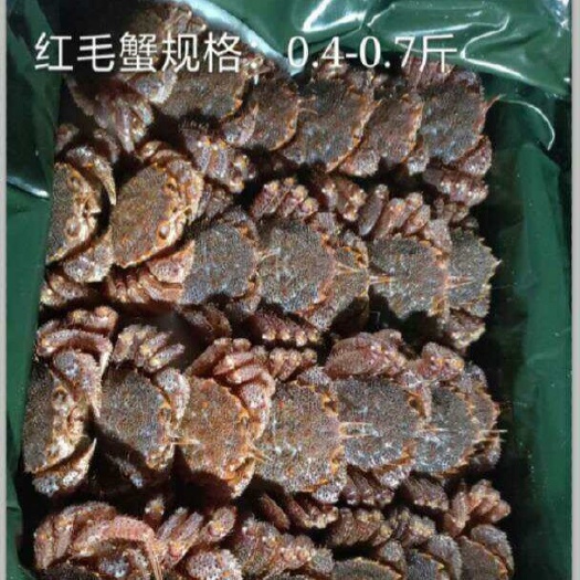 梭子蟹 母蟹 4.0两以上 