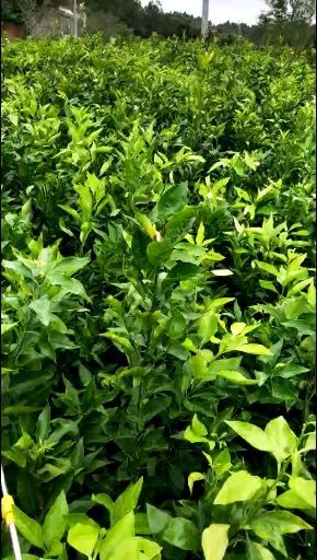 简阳市蜜柚苗