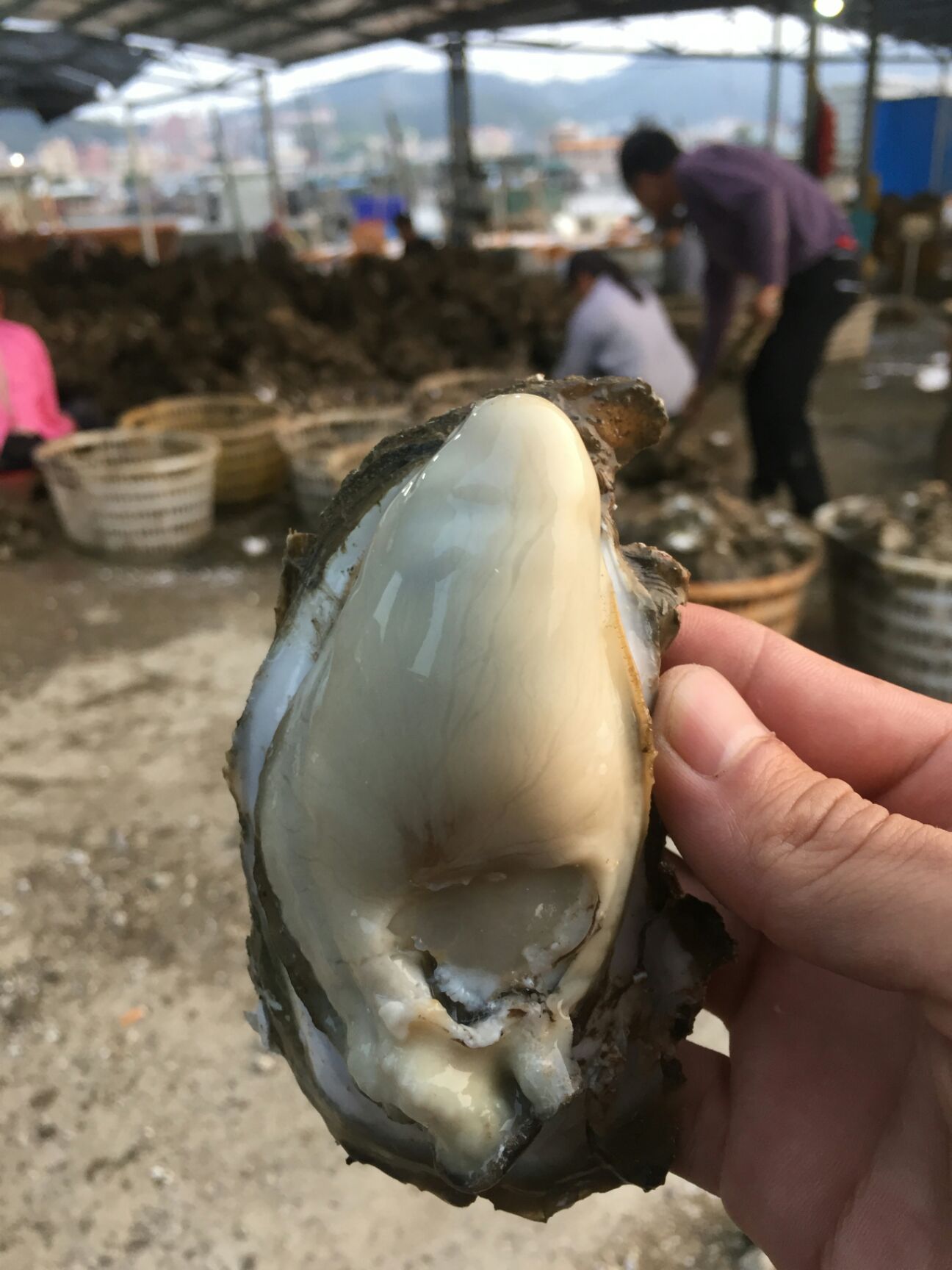 湛江牡蛎 湛江小蚝发货全国