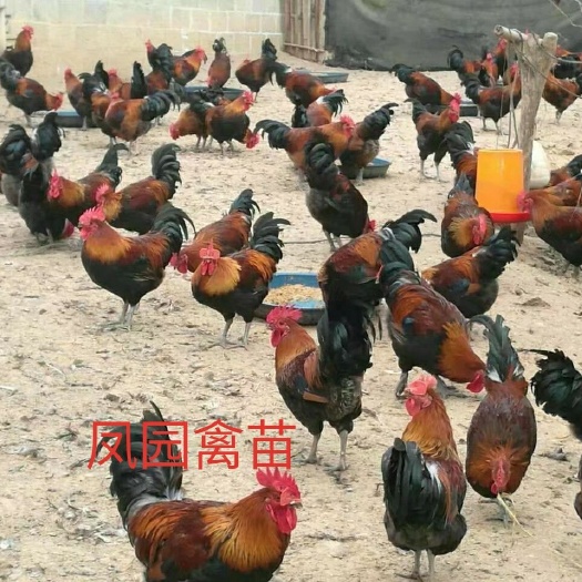 南宁土鸡苗  黑瑶母苗