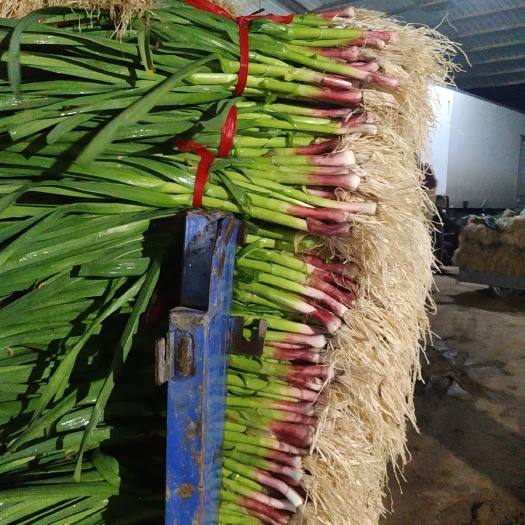 内黄县红根蒜苗 50 - 60cm