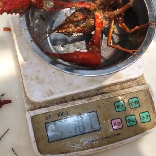 金湖县江苏金湖龙虾 湖虾