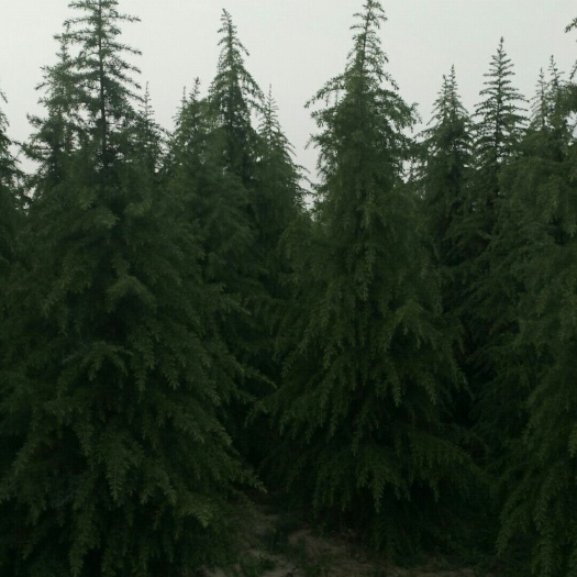 汝南县雪松