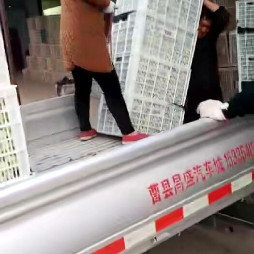 曹县北方小油菜 1~2两