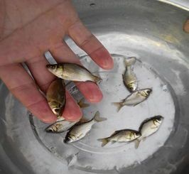 佛坪县优质鲫鱼苗，规格齐全，保证质量