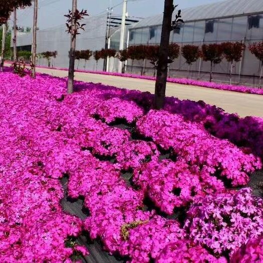 淮滨县芝樱花 0.5米以下 4公分以下 芝樱花 0.5米以下 4公分以下