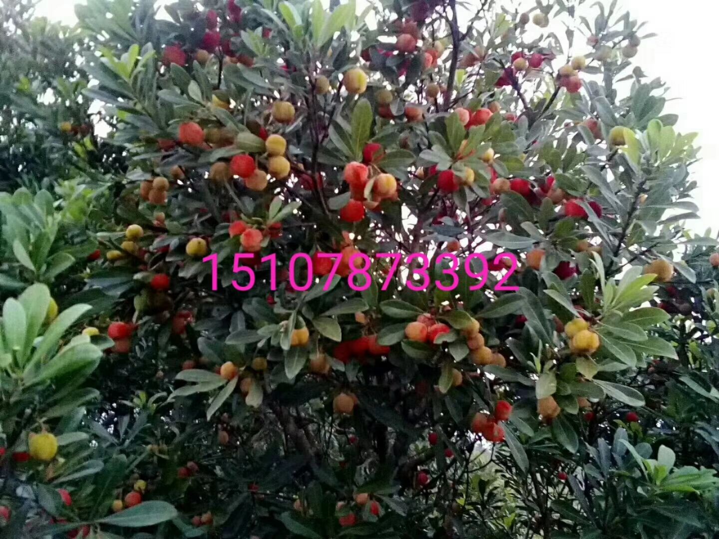 东槐杨梅苗