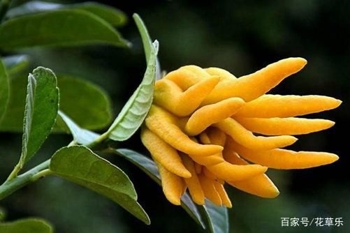 平邑县佛手苗  ，当年结果，保证质量纯度保鲜发货，全国包邮可带果发货基地直销