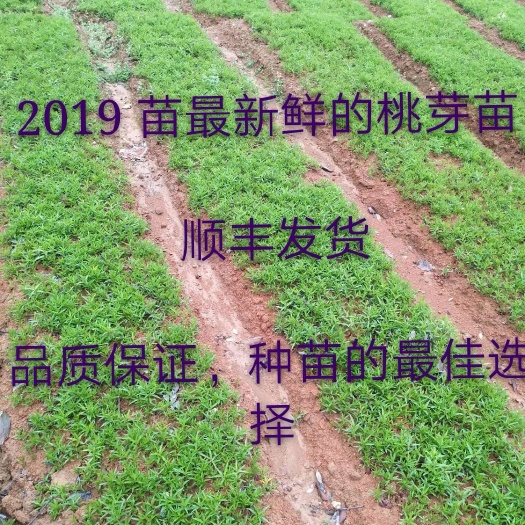 砀山县鲜桃芽苗，毛桃小苗，桃苗，毛桃苗，桃奶苗