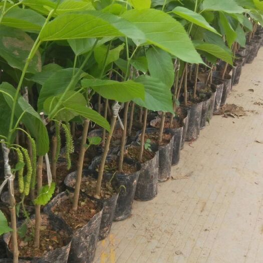 灵山县无籽大十果桑苗 大果桑苗…种植和管理投入有机复合肥料，阁半个月洒一次虫药