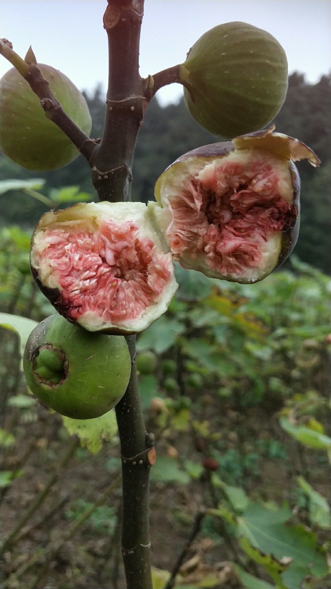 红心无花果苗