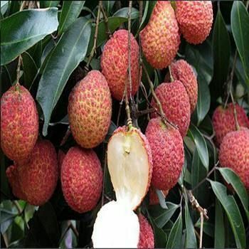 灵山县无核荔枝苗 无核，妃子笑荔枝