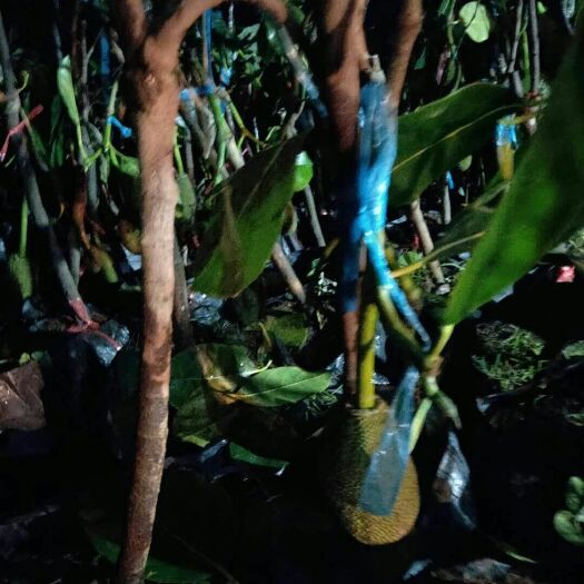 灵山县红肉菠萝蜜苗 泰国红肉8号菠萝蜜。