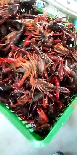 潜江市红壳小龙虾 3-4钱