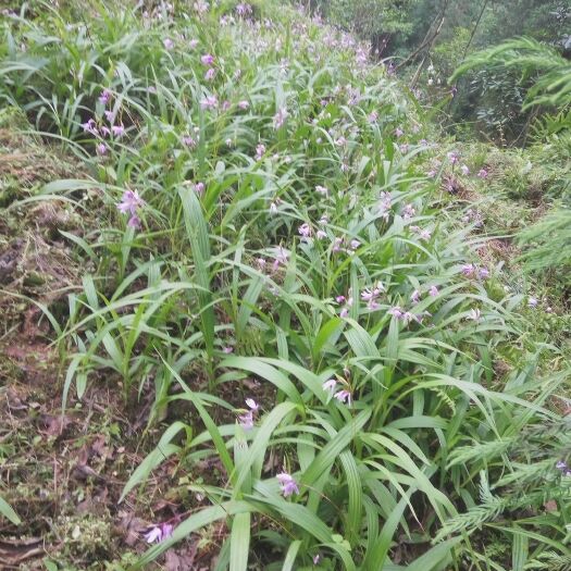 洪雅县紫花白芨苗 紫花三叉大、小白芨种苗