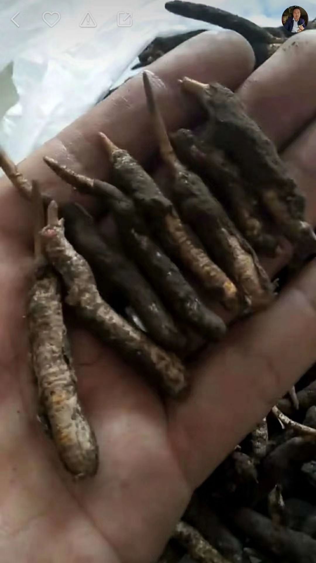 冬虫夏草 湖南产的