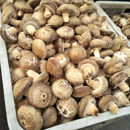 西峡县香菇808 鲜香菇 2.5cm以下 冬菇