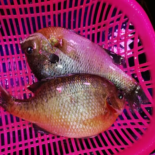 广州太阳鱼苗