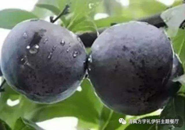 平邑县 黑桃树苗嫁接二年苗，保证纯度，全国包邮死苗免费补发，