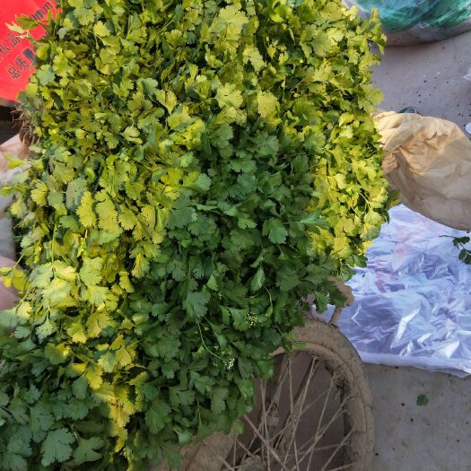 邯郸大叶香菜 30~35cm