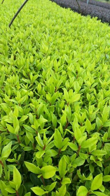 荔浦市毛杜鹃 0.5米以下