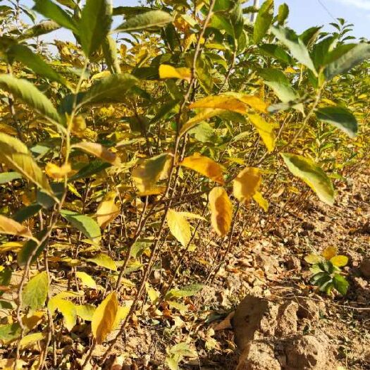 绛县钙果苗 0.5米以下