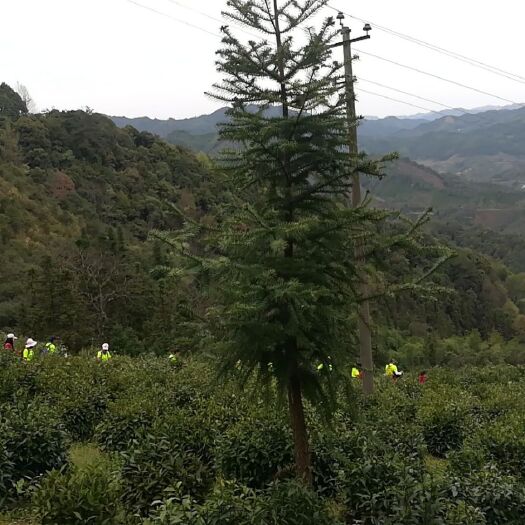 浮梁县 浮瑶仙芝，芽玉，毛峰，绿茶红茶