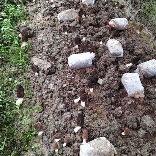 枝江市羊肚菌 鲜货 6cm~8cm 圆顶 灰黑色 人工种植