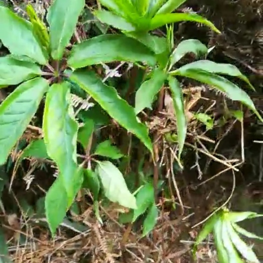 七叶胆 湿