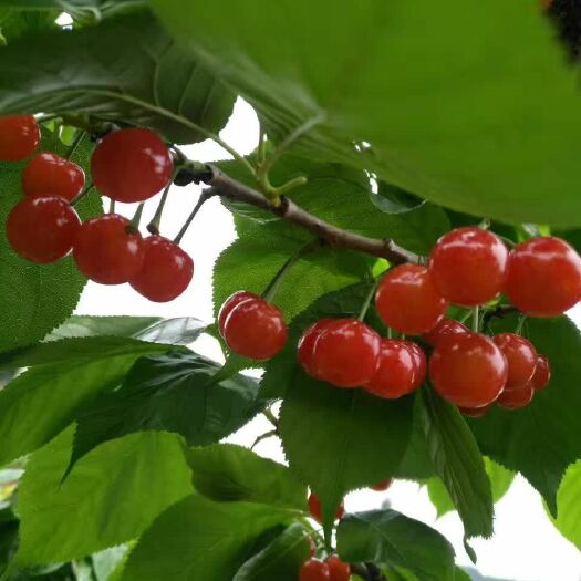 简阳市黑珍珠苗